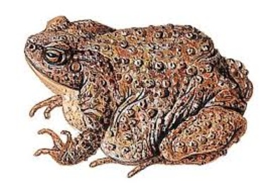 Les Crapauds Fous Blonde 6,5° 75cl