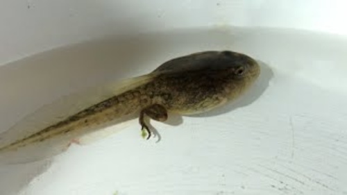 LES CRAPAUDS FOUS Sans Alcool 0,5° 75cl